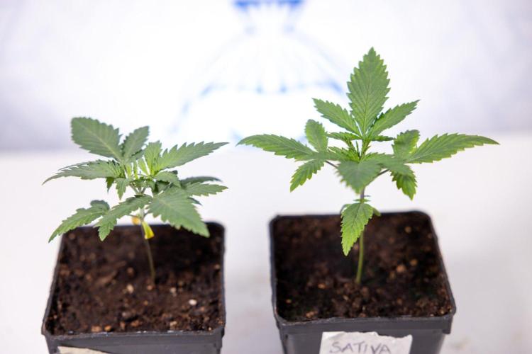 Sativa Fiesta 🤸 - Zamnesia x B&B. Week 1 - Sativa Fiesta Photoperiodic