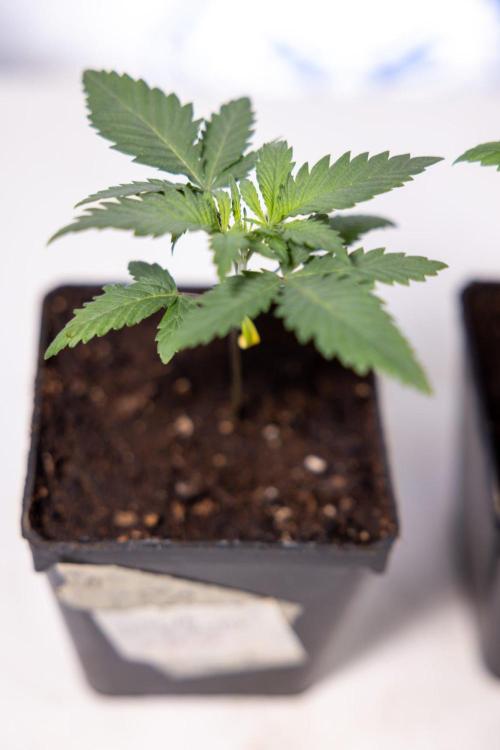 Sativa Fiesta 🤸 - Zamnesia x B&B. Week 1 - Sativa Fiesta Photoperiodic