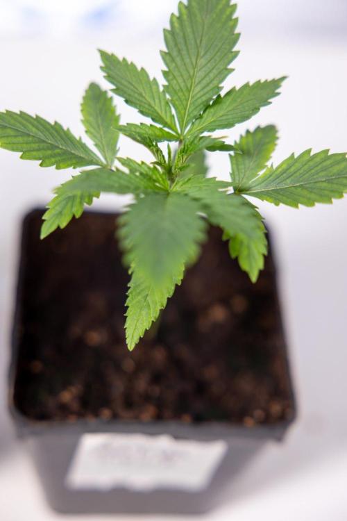 Sativa Fiesta 🤸 - Zamnesia x B&B. Week 1 - Sativa Fiesta Photoperiodic
