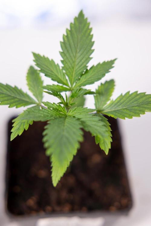 Sativa Fiesta 🤸 - Zamnesia x B&B. Week 1 - Sativa Fiesta Photoperiodic