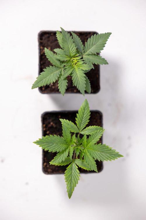 Sativa Fiesta 🤸 - Zamnesia x B&B. Week 1 - Sativa Fiesta Photoperiodic