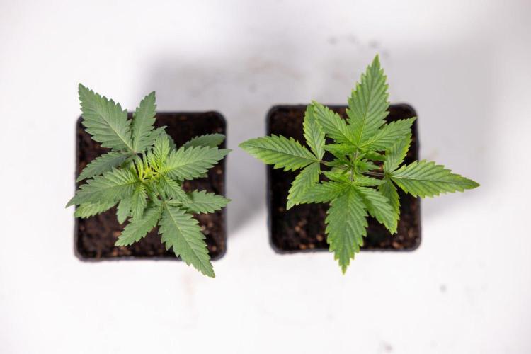 Sativa Fiesta 🤸 - Zamnesia x B&B. Week 1 - Sativa Fiesta Photoperiodic