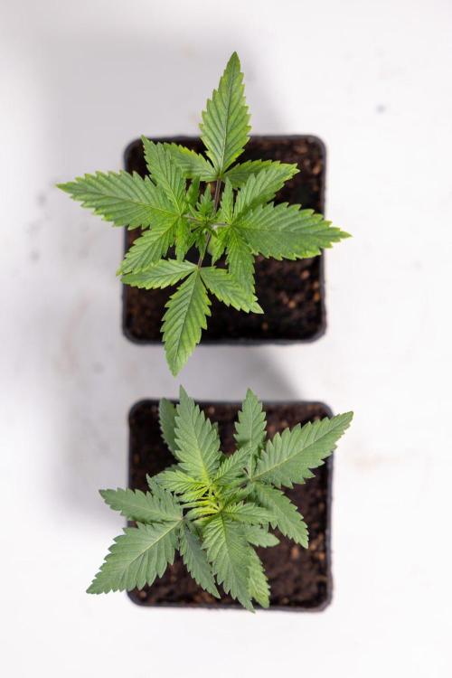 Sativa Fiesta 🤸 - Zamnesia x B&B. Week 1 - Sativa Fiesta Photoperiodic