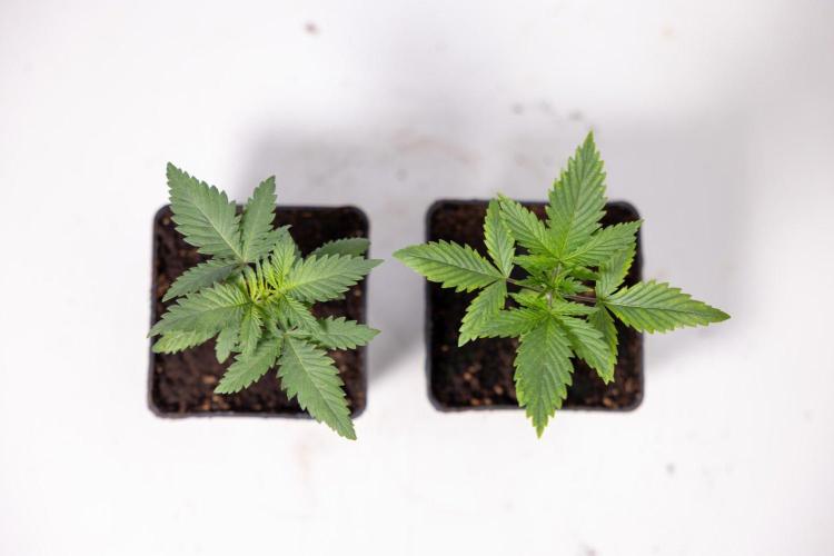 Sativa Fiesta 🤸 - Zamnesia x B&B. Week 1 - Sativa Fiesta Photoperiodic