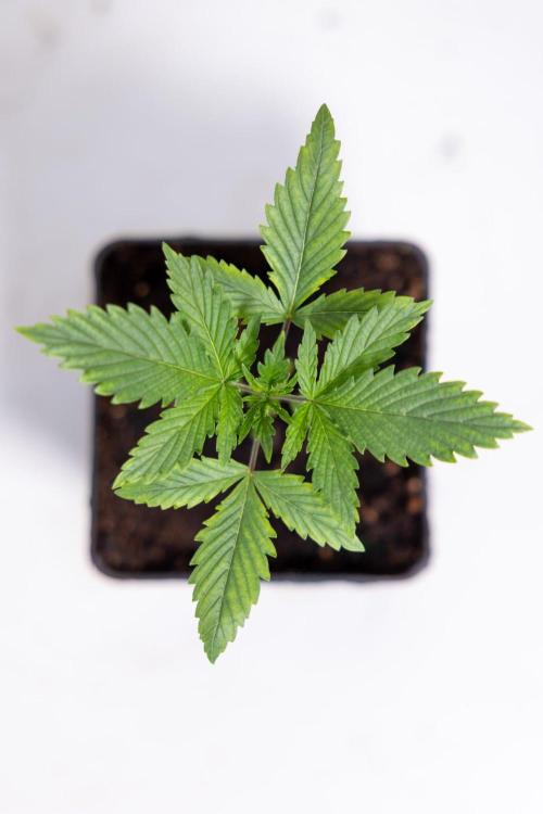 Sativa Fiesta 🤸 - Zamnesia x B&B. Week 1 - Sativa Fiesta Photoperiodic