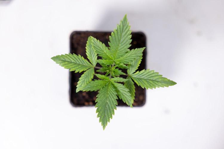 Sativa Fiesta 🤸 - Zamnesia x B&B. Week 1 - Sativa Fiesta Photoperiodic