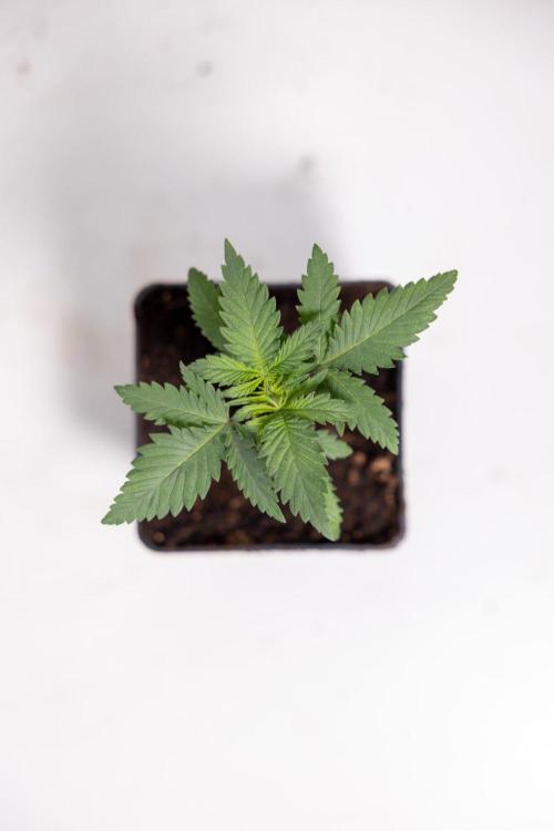 Sativa Fiesta 🤸 - Zamnesia x B&B. Week 1 - Sativa Fiesta Photoperiodic