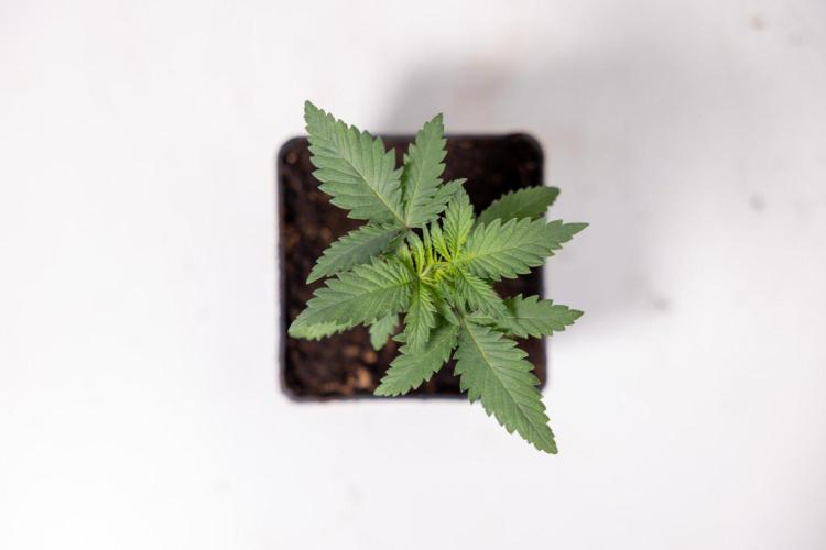 Sativa Fiesta 🤸 - Zamnesia x B&B. Week 1 - Sativa Fiesta Photoperiodic