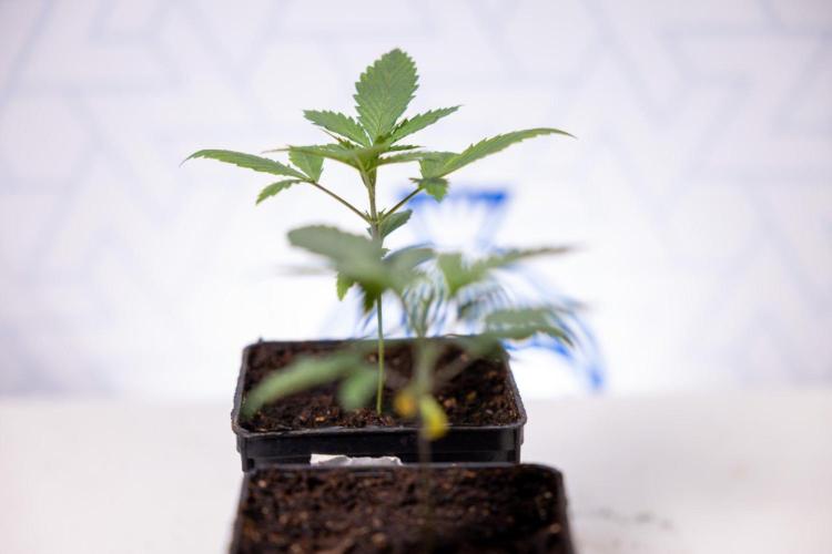 Sativa Fiesta 🤸 - Zamnesia x B&B. Week 1 - Sativa Fiesta Photoperiodic