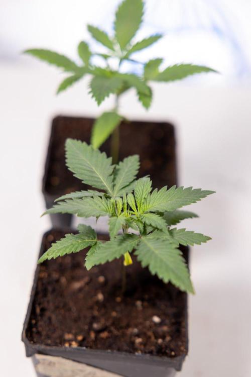 Sativa Fiesta 🤸 - Zamnesia x B&B. Week 1 - Sativa Fiesta Photoperiodic