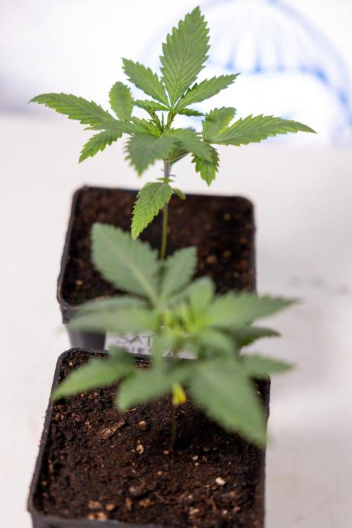 Sativa Fiesta 🤸 - Zamnesia x B&B. Week 1 - Sativa Fiesta Photoperiodic