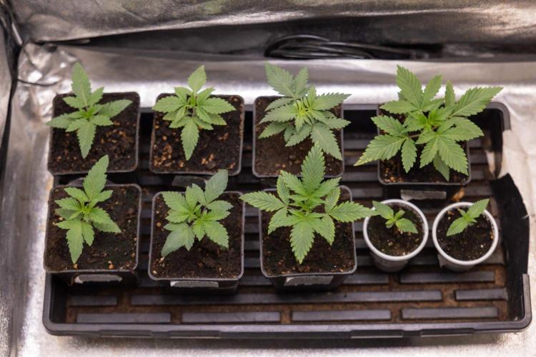 Sativa Fiesta 🤸 - Zamnesia x B&B. Week 1 - Zamnesia x Plagron Photoperiodic Crew