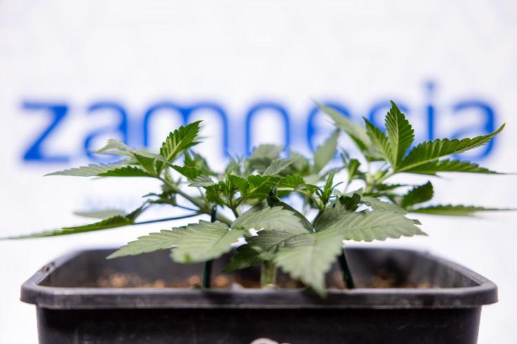 Hawaiian Snow 🌸 Auto - Zamnesia x B&B. Week 3 - Hawaiian Snow Autoflowering - Plant 1 - Main Lining