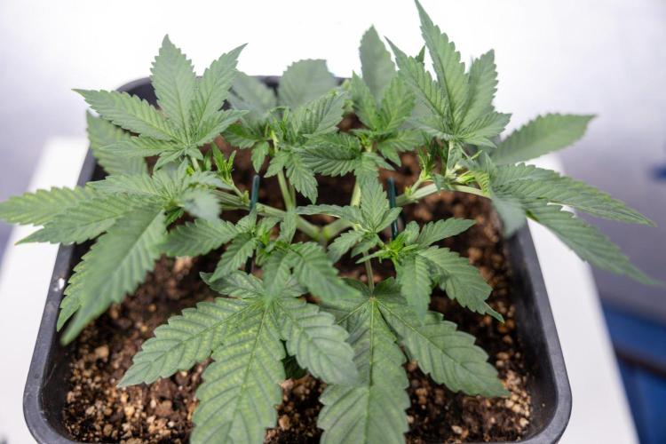 Hawaiian Snow 🌸 Auto - Zamnesia x B&B. Week 3 - Hawaiian Snow Autoflowering - Plant 1 - Main Lining