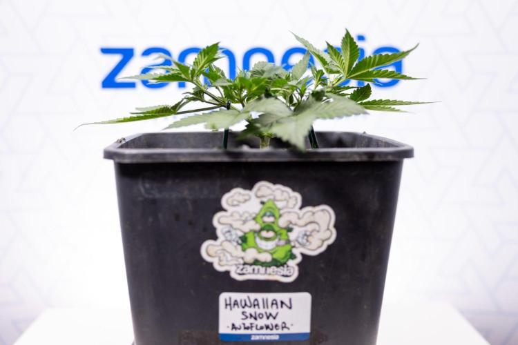 Hawaiian Snow 🌸 Auto - Zamnesia x B&B. Week 3 - Hawaiian Snow Autoflowering - Plant 1 - Main Lining