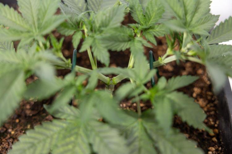 Hawaiian Snow 🌸 Auto - Zamnesia x B&B. Week 3 - Hawaiian Snow Autoflowering - Plant 1 - Main Lining