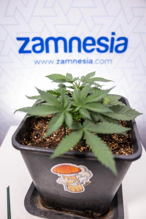 Hawaiian Snow 🌸 Auto - Zamnesia x B&B. Week 3 - Hawaiian Snow Autoflowering - Plant 1 - Main Lining