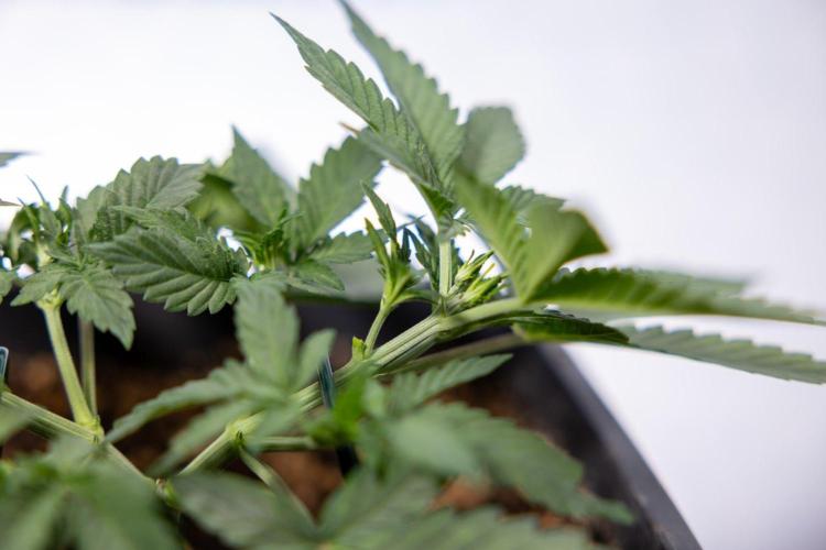 Hawaiian Snow 🌸 Auto - Zamnesia x B&B. Week 3 - Hawaiian Snow Autoflowering - Plant 1 - Main Lining