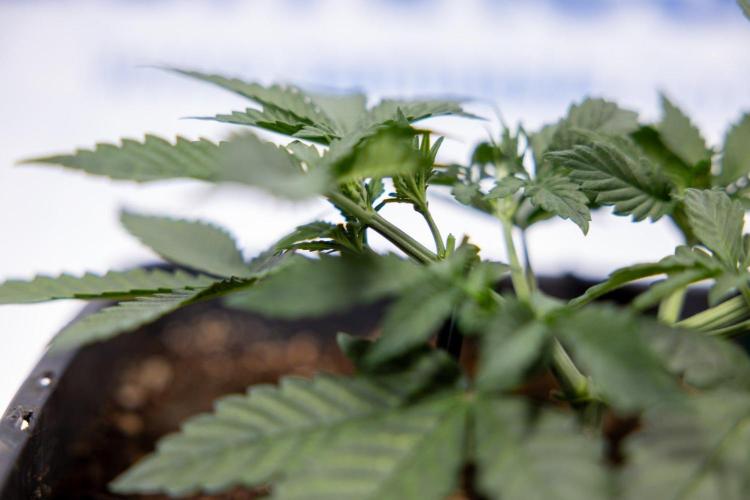 Hawaiian Snow 🌸 Auto - Zamnesia x B&B. Week 3 - Hawaiian Snow Autoflowering - Plant 1 - Main Lining