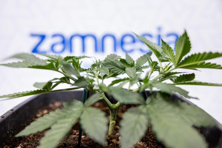Hawaiian Snow 🌸 Auto - Zamnesia x B&B. Week 3 - Hawaiian Snow Autoflowering - Plant 1 - Main Lining
