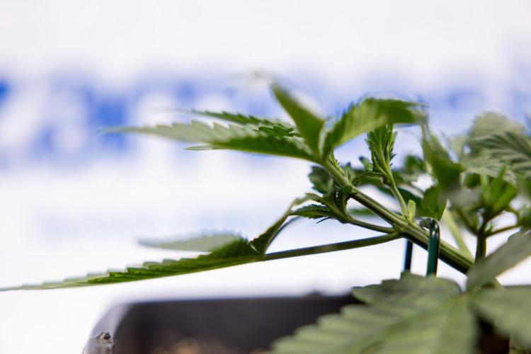 Hawaiian Snow 🌸 Auto - Zamnesia x B&B. Week 3 - Hawaiian Snow Autoflowering - Plant 1 - Main Lining