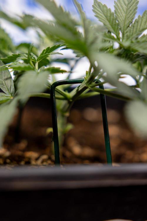 Hawaiian Snow 🌸 Auto - Zamnesia x B&B. Week 3 - Hawaiian Snow Autoflowering - Plant 1 - Main Lining