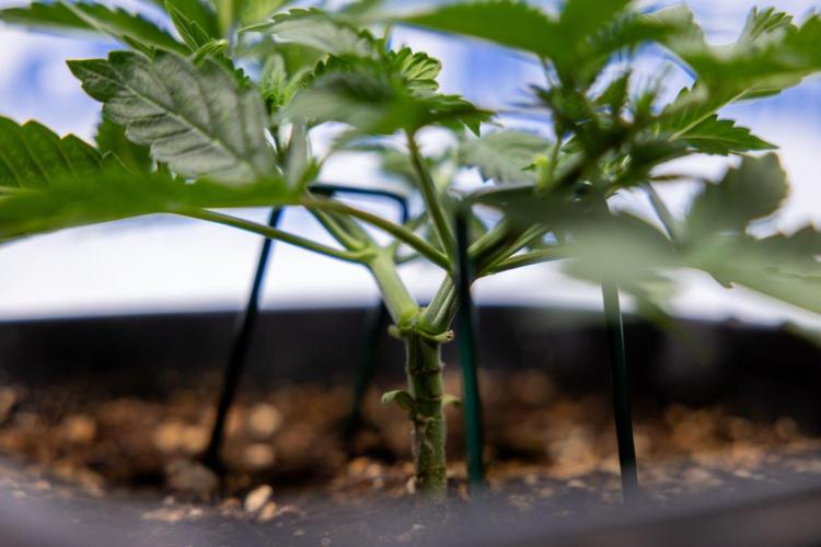 Hawaiian Snow 🌸 Auto - Zamnesia x B&B. Week 3 - Hawaiian Snow Autoflowering - Plant 1 - Main Lining