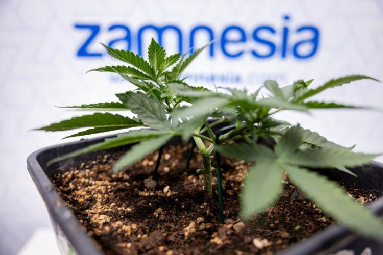 Hawaiian Snow 🌸 Auto - Zamnesia x B&B. Week 3 - Hawaiian Snow Autoflowering - Plant 1 - Main Lining