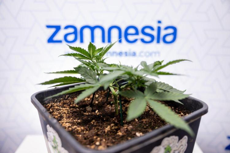 Hawaiian Snow 🌸 Auto - Zamnesia x B&B. Week 3 - Hawaiian Snow Autoflowering - Plant 1 - Main Lining