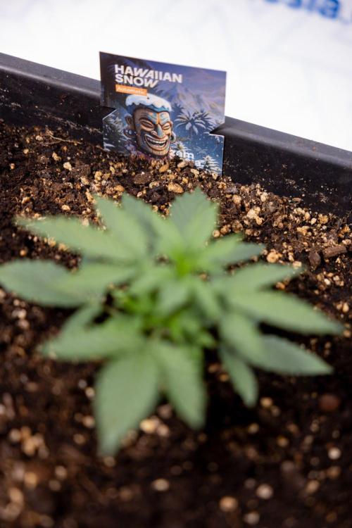 Hawaiian Snow 🌸 Auto - Zamnesia x B&B. Week 3 - Hawaiian Snow Autoflowering - Plant 2 - No Techniques
