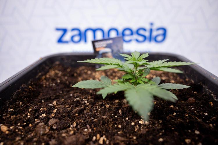 Hawaiian Snow 🌸 Auto - Zamnesia x B&B. Week 3 - Hawaiian Snow Autoflowering - Plant 2 - No Techniques