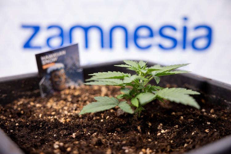 Hawaiian Snow 🌸 Auto - Zamnesia x B&B. Week 3 - Hawaiian Snow Autoflowering - Plant 2 - No Techniques