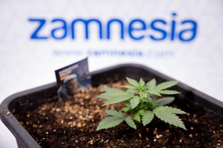 Hawaiian Snow 🌸 Auto - Zamnesia x B&B. Week 3 - Hawaiian Snow Autoflowering - Plant 2 - No Techniques