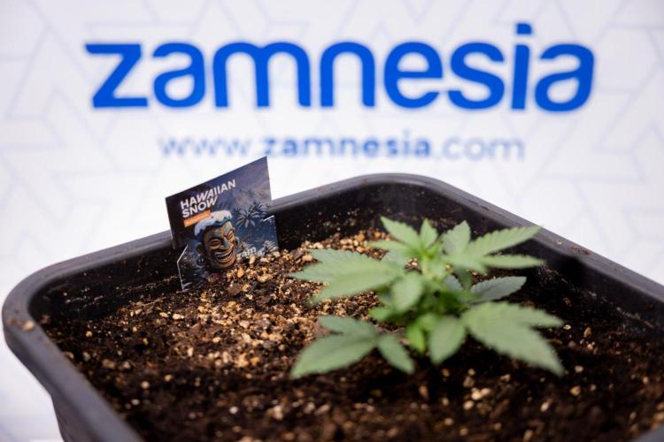 Hawaiian Snow 🌸 Auto - Zamnesia x B&B. Week 3 - Hawaiian Snow Autoflowering - Plant 2 - No Techniques