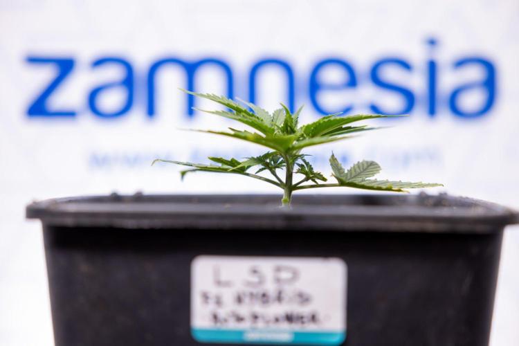 LSD 🌈⃤— F1 Auto - Zamnesia x B&B. Week 3 - Plant 2 - LSD F1 Hybrid Autoflowering  - No Techniques