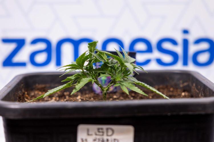 LSD 🌈⃤— F1 Auto - Zamnesia x B&B. Week 3 - Plant 1 - LSD F1 Hybrid Autoflowering  - Main Lining