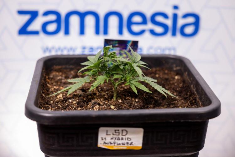 LSD 🌈⃤— F1 Auto - Zamnesia x B&B. Week 3 - Plant 1 - LSD F1 Hybrid Autoflowering  - Main Lining