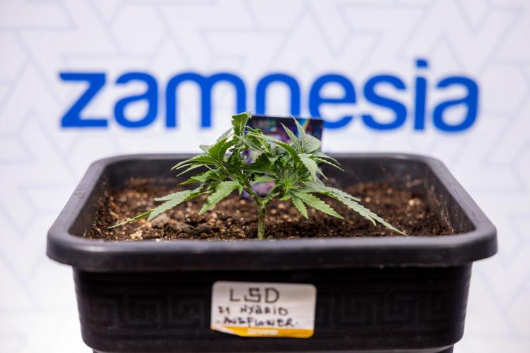 LSD 🌈⃤— F1 Auto - Zamnesia x B&B. Week 3 - Plant 1 - LSD F1 Hybrid Autoflowering  - Main Lining