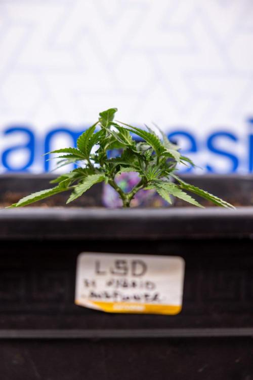 LSD 🌈⃤— F1 Auto - Zamnesia x B&B. Week 3 - Plant 1 - LSD F1 Hybrid Autoflowering  - Main Lining