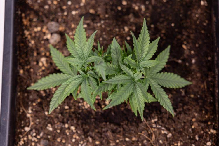 LSD 🌈⃤— F1 Auto - Zamnesia x B&B. Week 3 - Plant 1 - LSD F1 Hybrid Autoflowering  - Main Lining
