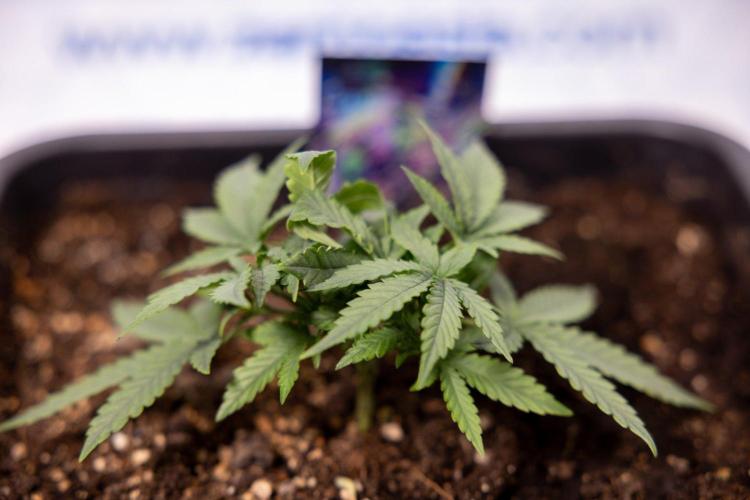 LSD 🌈⃤— F1 Auto - Zamnesia x B&B. Week 3 - Plant 1 - LSD F1 Hybrid Autoflowering  - Main Lining