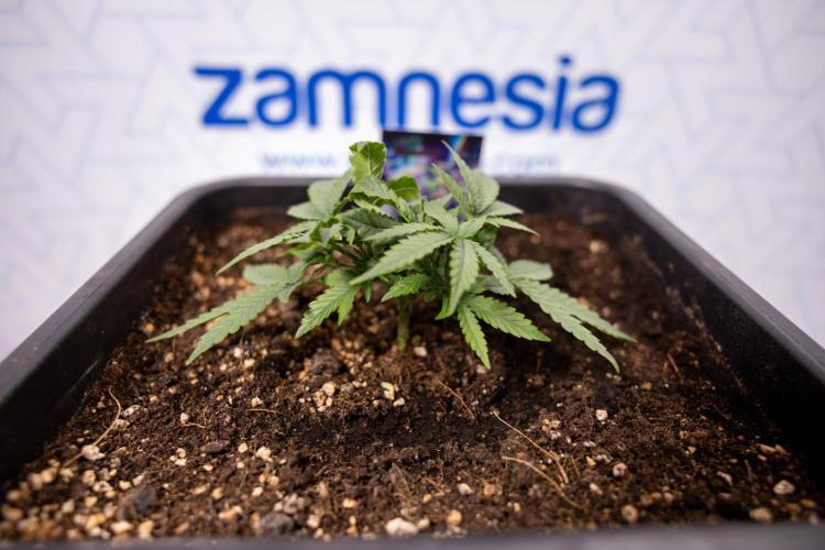 LSD 🌈⃤— F1 Auto - Zamnesia x B&B. Week 3 - Plant 1 - LSD F1 Hybrid Autoflowering  - Main Lining