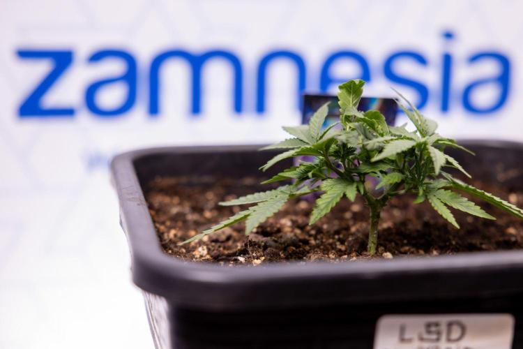 LSD 🌈⃤— F1 Auto - Zamnesia x B&B. Week 3 - Plant 1 - LSD F1 Hybrid Autoflowering  - Main Lining