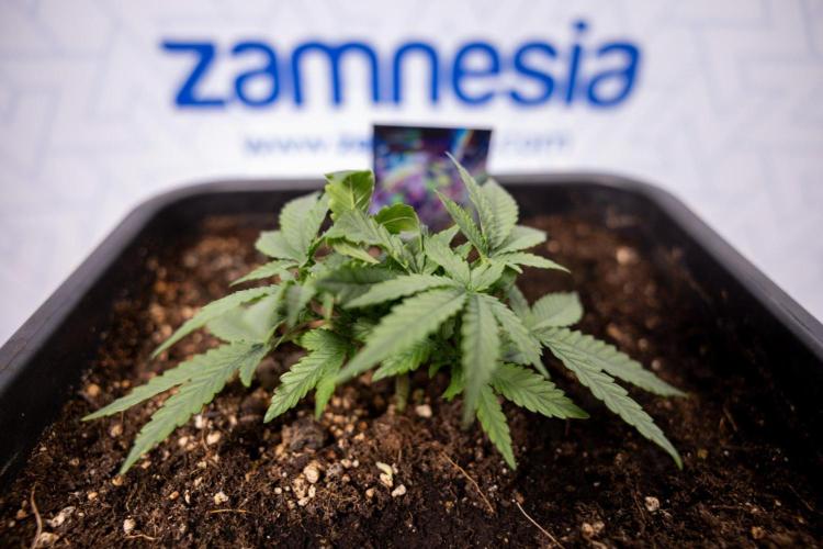 LSD 🌈⃤— F1 Auto - Zamnesia x B&B. Week 3 - Plant 1 - LSD F1 Hybrid Autoflowering  - Main Lining