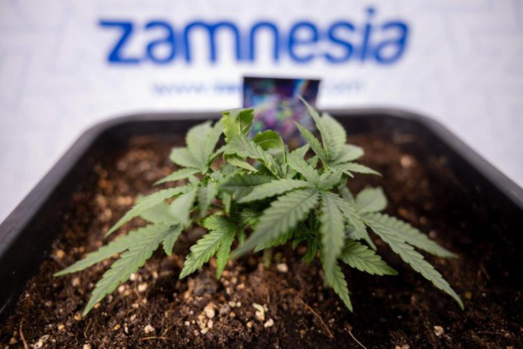 LSD 🌈⃤— F1 Auto - Zamnesia x B&B. Week 3 - Plant 1 - LSD F1 Hybrid Autoflowering  - Main Lining