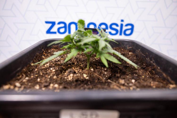 LSD 🌈⃤— F1 Auto - Zamnesia x B&B. Week 3 - Plant 1 - LSD F1 Hybrid Autoflowering  - Main Lining