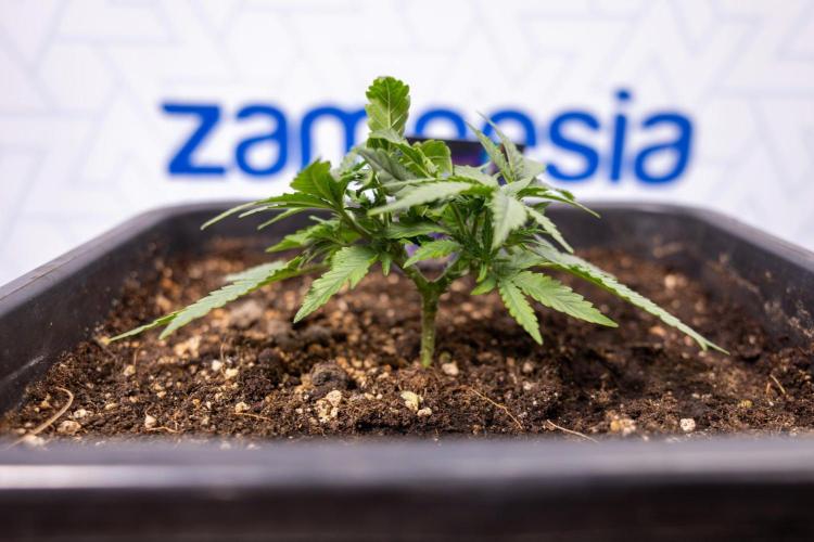 LSD 🌈⃤— F1 Auto - Zamnesia x B&B. Week 3 - Plant 1 - LSD F1 Hybrid Autoflowering  - Main Lining