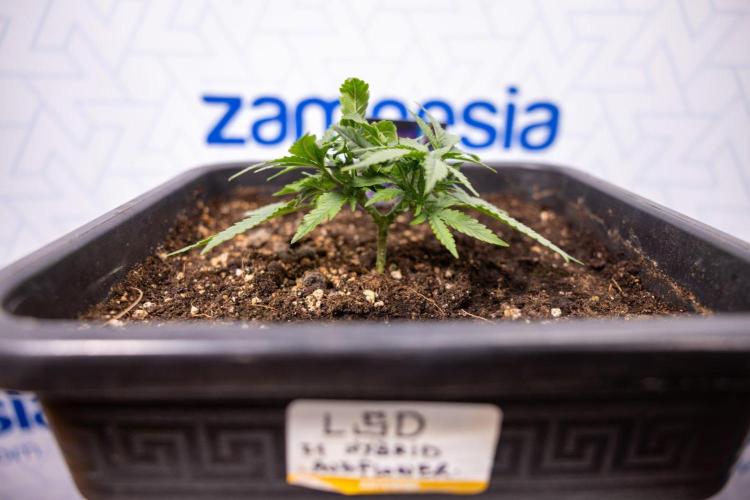 LSD 🌈⃤— F1 Auto - Zamnesia x B&B. Week 3 - Plant 1 - LSD F1 Hybrid Autoflowering  - Main Lining
