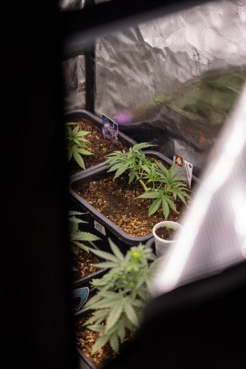 LSD 🌈⃤— F1 Auto - Zamnesia x B&B. Week 3 - Plant 1 - LSD F1 Hybrid Autoflowering  - Main Lining