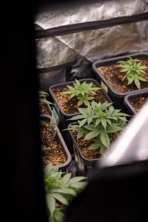 LSD 🌈⃤— F1 Auto - Zamnesia x B&B. Week 3 - Plant 1 - LSD F1 Hybrid Autoflowering  - Main Lining